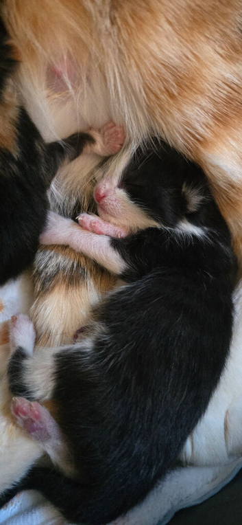 1 beautiful kittens ready in 8 weeks