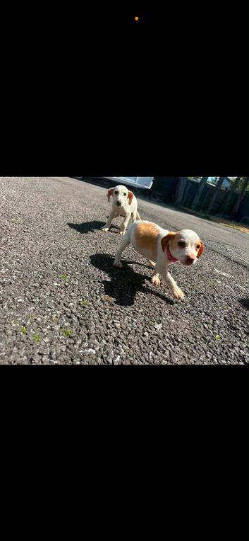 Beagle puppies