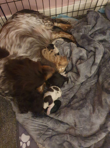 Beautiful cocker spaniles for sale