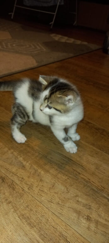 Kitteh