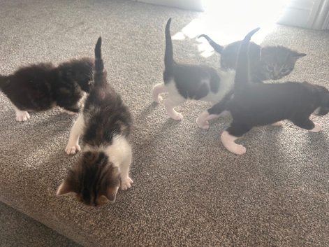 5 gorgeous kittens for sale