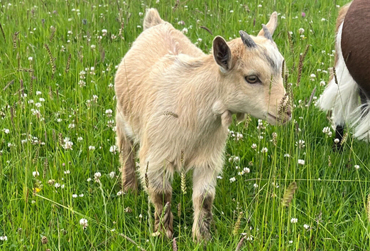 Beautiful Pygmy Goat avaialble now
