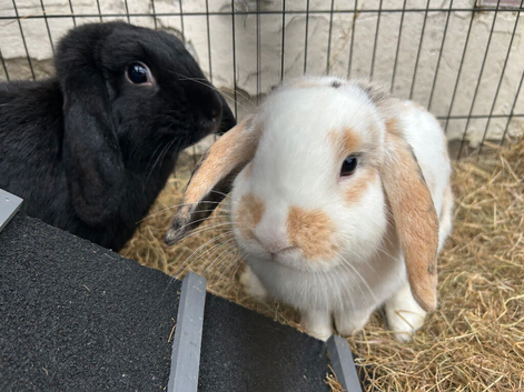 Rabbits