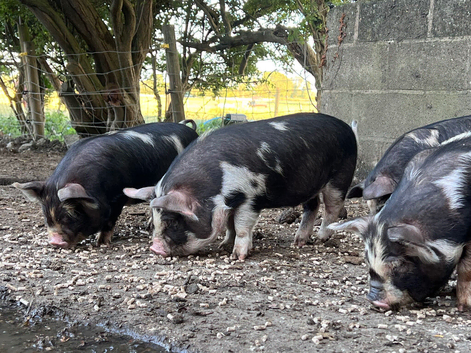 5 Mini Piglets, Ready to go