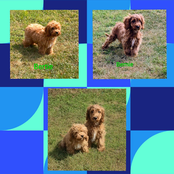 Beautiful deep red Cavapoo Puppies