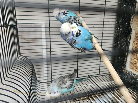 Exhibition budgies 25 each