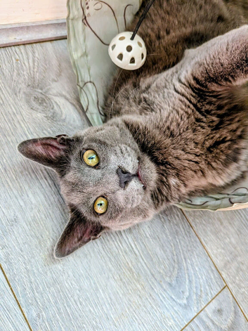 Dexter