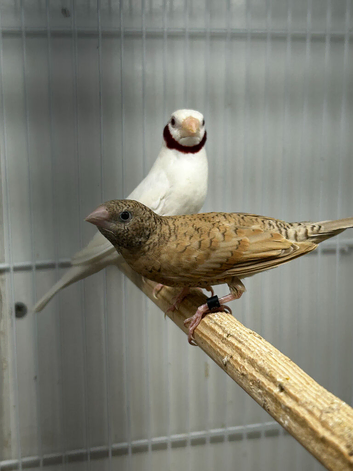 2 pair of albino cutthroats