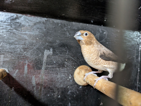 Silverbill