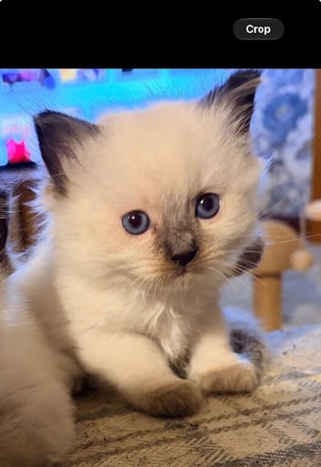 Seal point ragdoll kittens