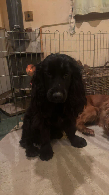 Cocker
