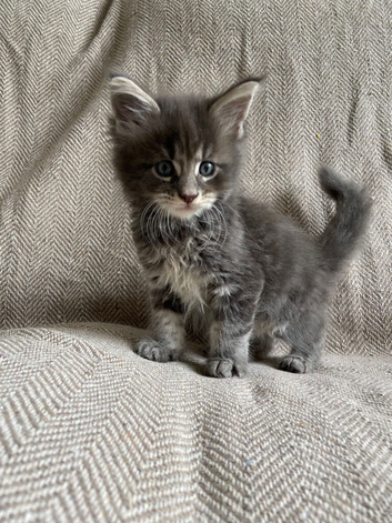 GCCF Maine Coon kittens