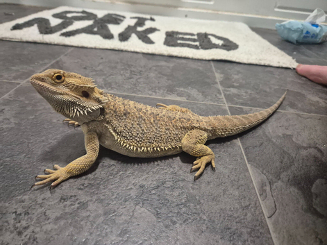 Rango 9 month old bearded dragon