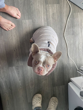 Gucci the Frenchie