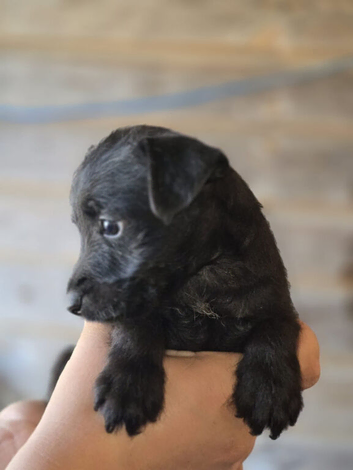 Patterdale fell terrier puppies