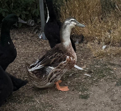 Cayuga/Pekin ducks - various ages & colours