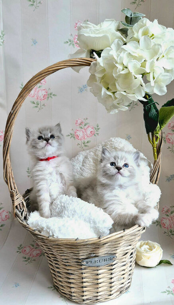 Purebred Ragdoll Kittens