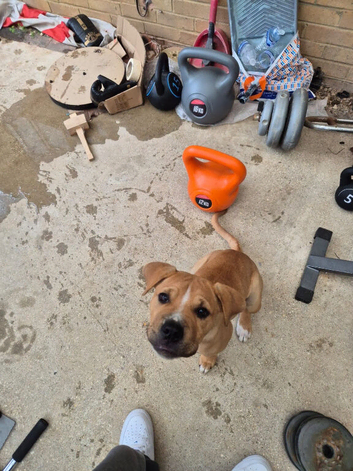 mastiff cross pup