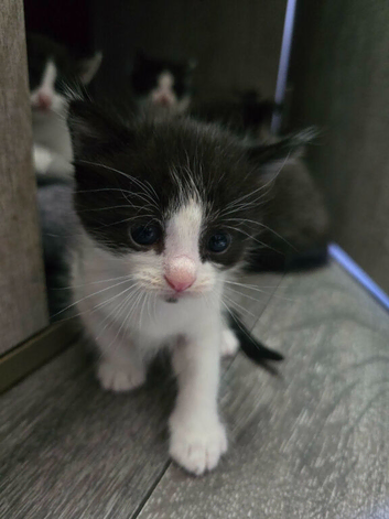 4 adorable kittens looking for a home