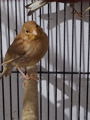8 canaries for sale!