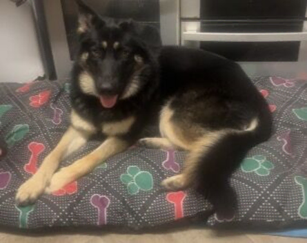 German Shepard girl 12 months old