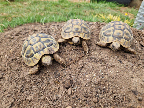 Hermanns Tortoises 2 Year old