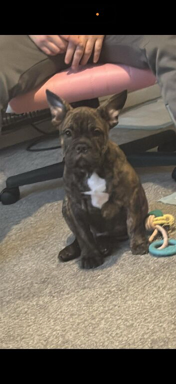 To sale pup