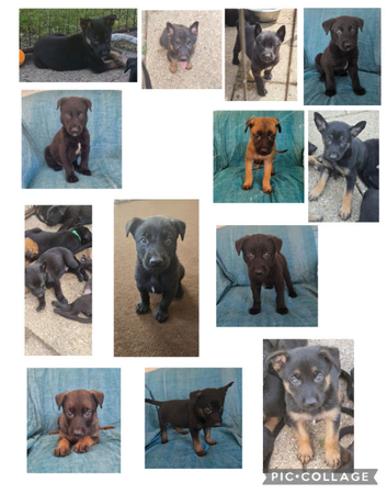 Belgian Malinois Puppies KNPV