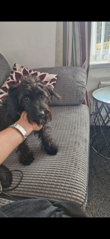 Jackapoo
