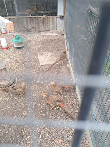 Golden pheasant males