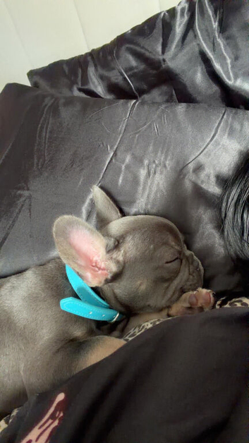 French bulldog puppy