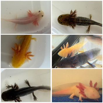 Axolotl