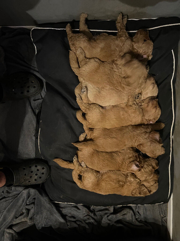 Beautiful golden brown doodles