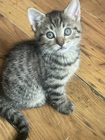 2 beautiful tabby kittens for sale