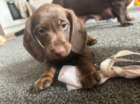 Ready to leave now dachshunds