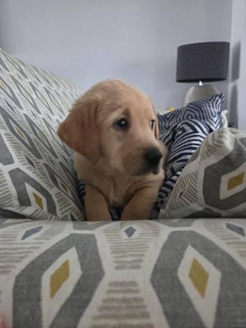 Beautiful goldador puppies for sale - one remaining