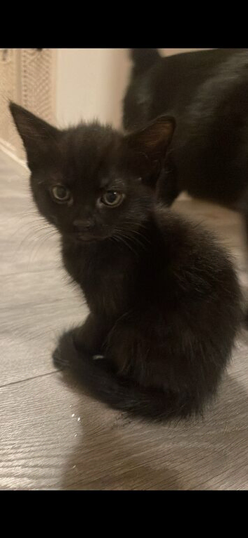3 kittens for sale