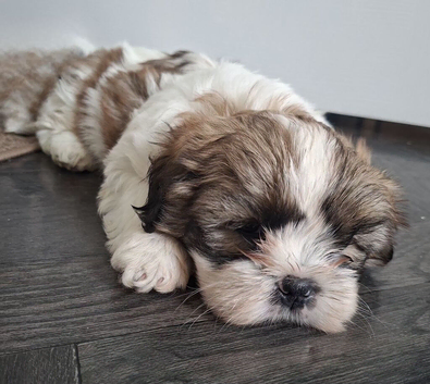 Shihtzu Puppy