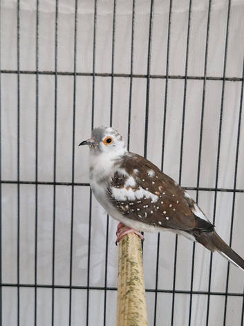 Diamond doves