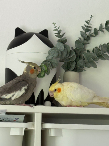 Beautiful pair of cockatiels 3 months very tame