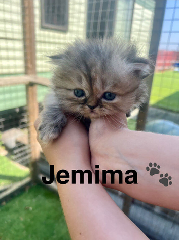 **Last One** Beautiful litter of Persian kittens, PKD Neg