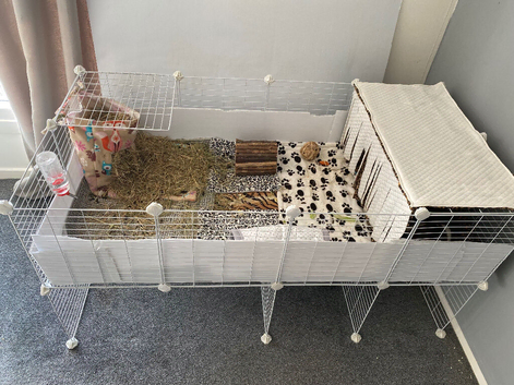 " biscuit " Male Guinea pig 8months old with cage and accessories