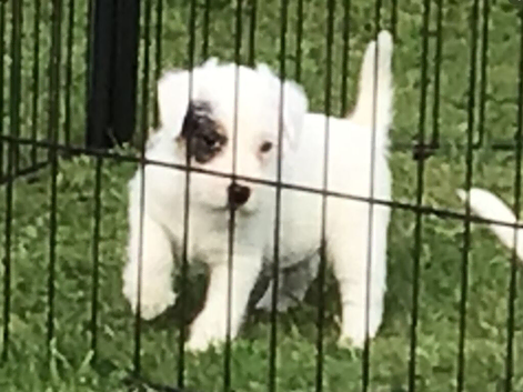 Parson Russell Terriers Cornwall