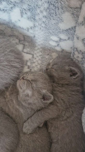 Beautiful British blue short hair kittens