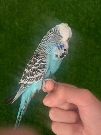 Lovely baby hand reared budgie
