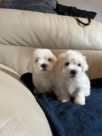 Maltese puppies