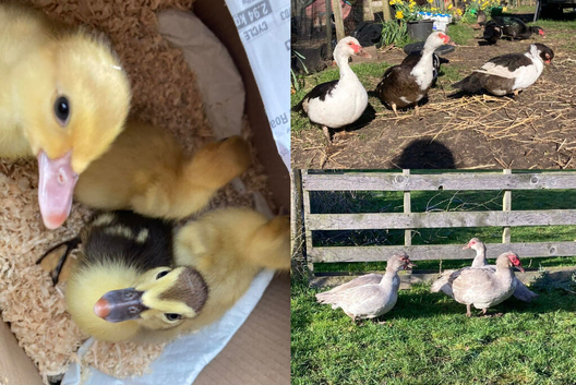 6x Muscovy Duck Hatching Eggs - magpie + lavender