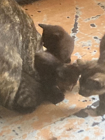 5 baby kittens