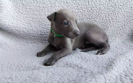 KC registered- True to type whippets