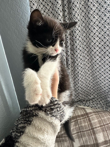 Kitten for adoption no money needed